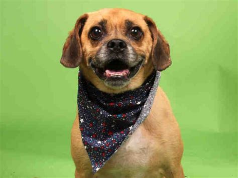 humane society maryland heights|maryland heights dogs for adoption.